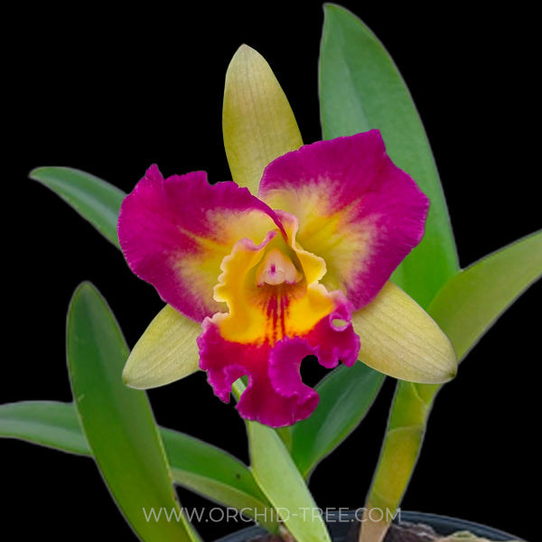 Cattleya Shin Shiang Diamond - FF