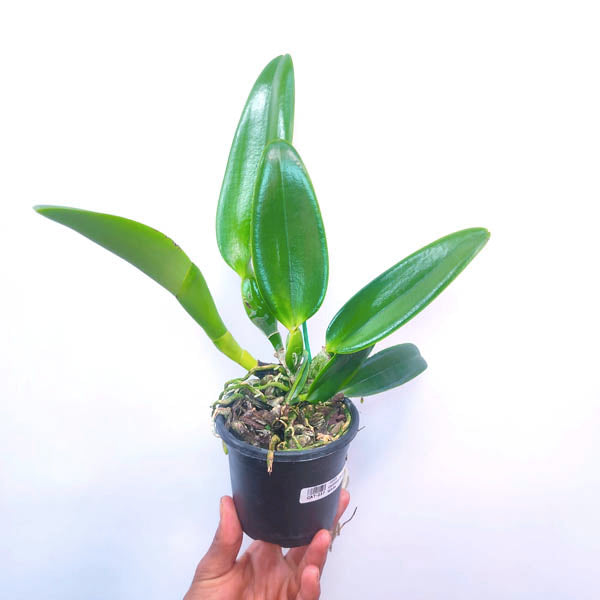 Cattleya Snow White - FF