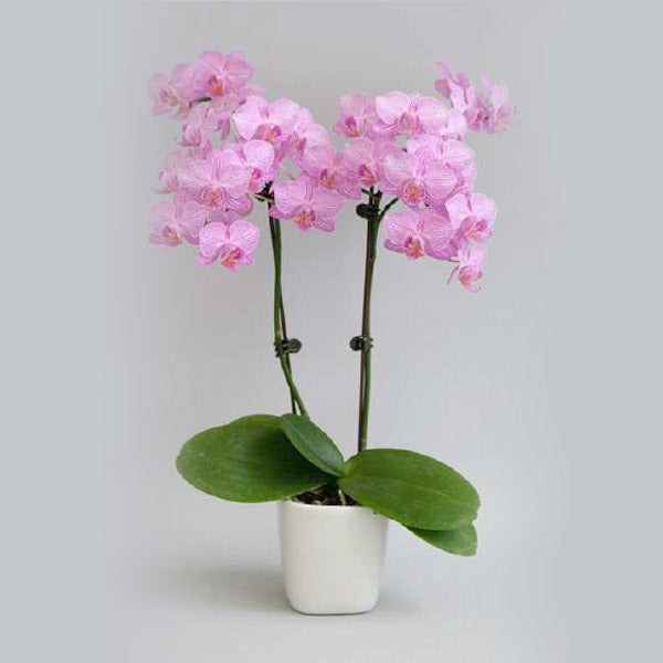 Phalaenopsis Sogo Blackadder - With Spike | FF