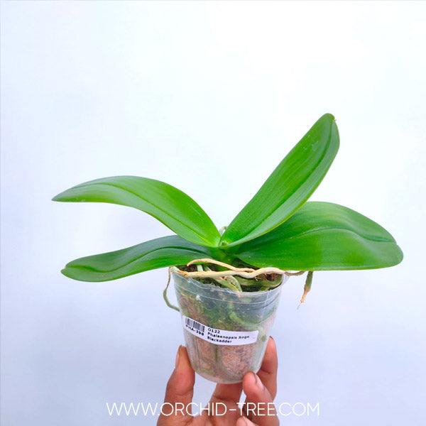 Phalaenopsis Sogo Blackadder - With Spike | FF