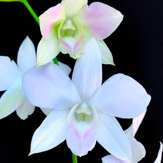 Dendrobium Sonia White -  BS - Buy Orchids Plants Online by Orchid-Tree.com