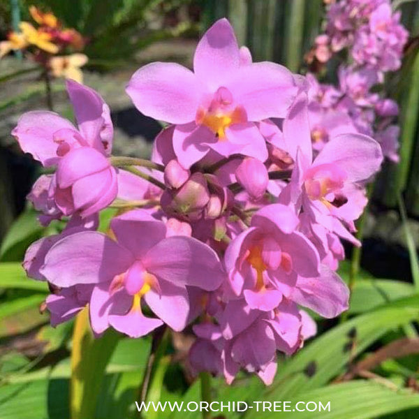 Spathoglottis Pink - BS