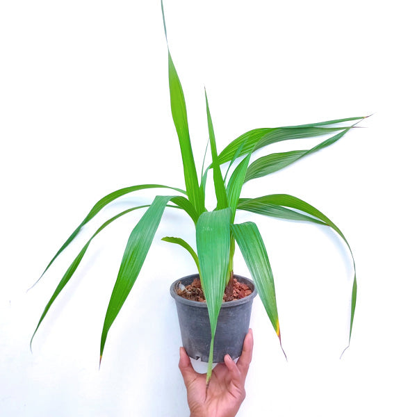 Spathoglottis Pink - BS