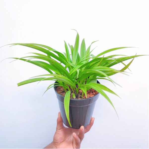 Spathoglottis Yellow Red Lip - BS