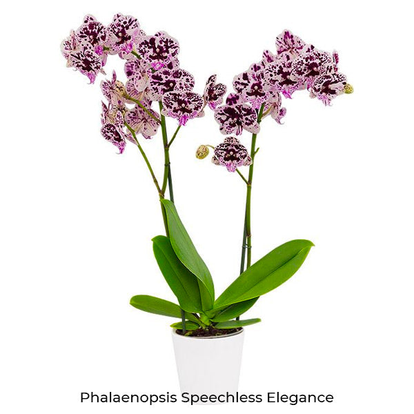 Phalaenopsis Seedling Combo SS | Pack of 10