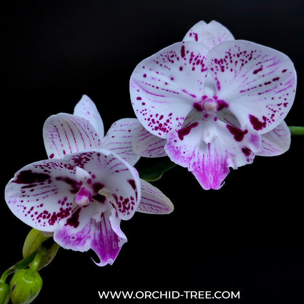 Phalaenopsis Speechless Elegance - BS