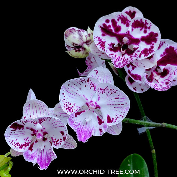 Phalaenopsis Speechless Elegance - BS