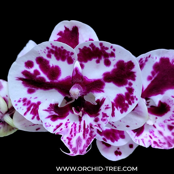 Phalaenopsis Speechless Elegance - BS