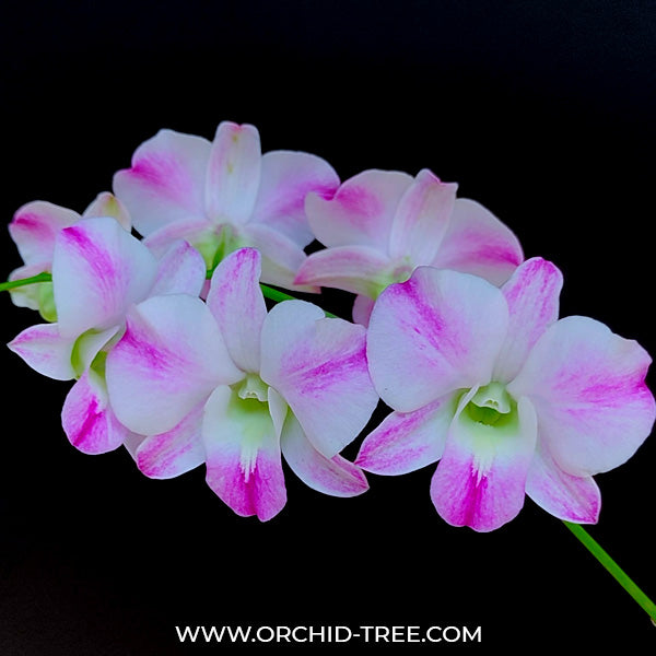 Dendrobium Splash Dark Edge - BS