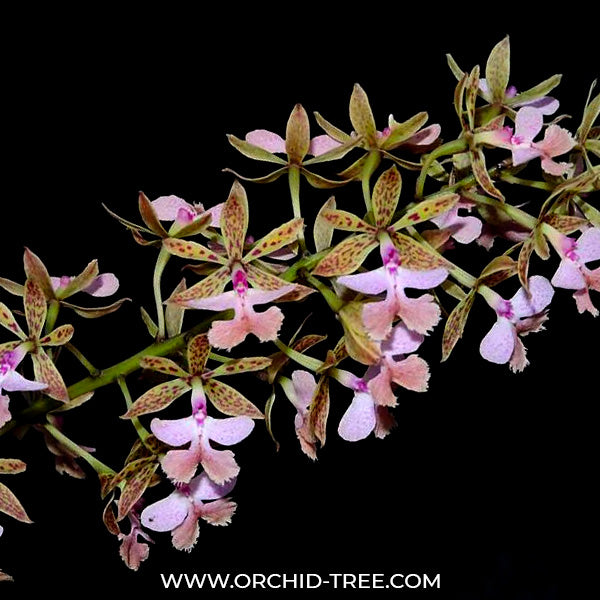 Epidendrum stamfordianum var. Pink - BS