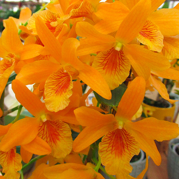 Dendrobium Nobile Star 'Firebird x Yellow Chinsai - BS