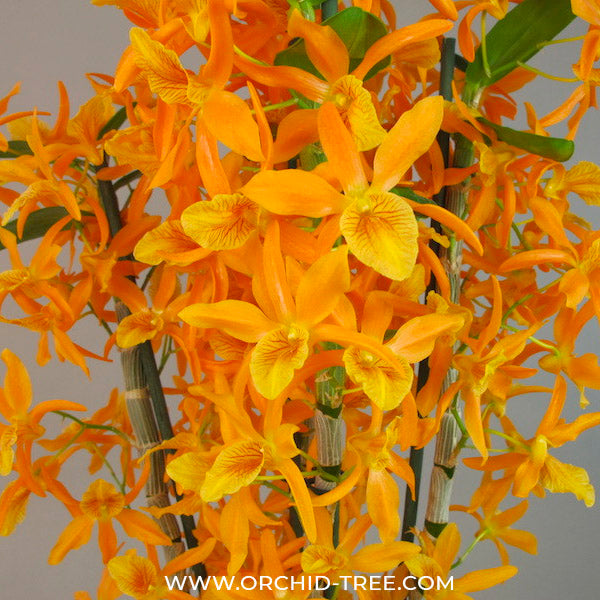 Dendrobium Nobile Stardust 'Firebird' Orchid Plant - FF
