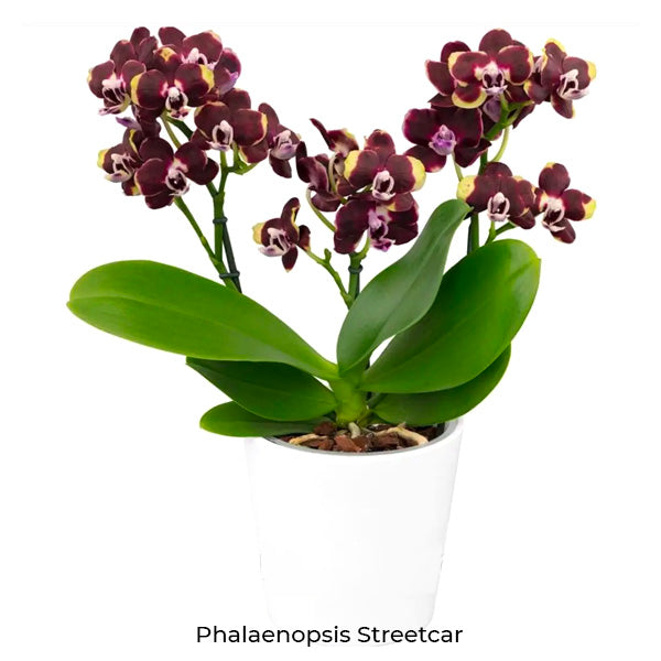 Phalaenopsis Seedling Combo SS | Pack of 10