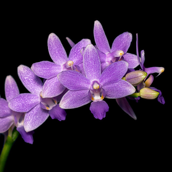 Phalaenopsis Summer Rose Blue Star- BS