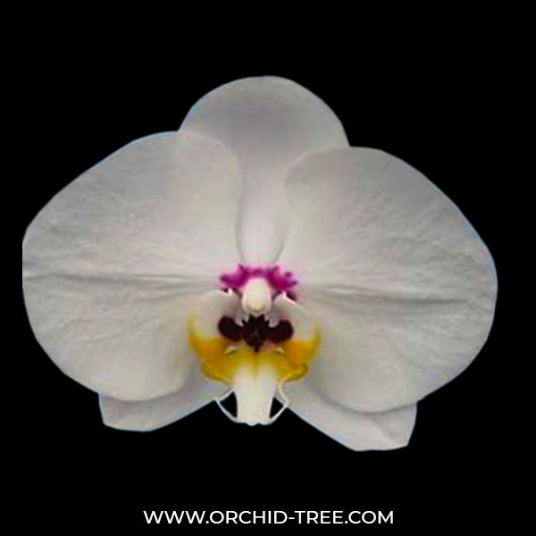 Phalaenopsis Summer Springs - FF