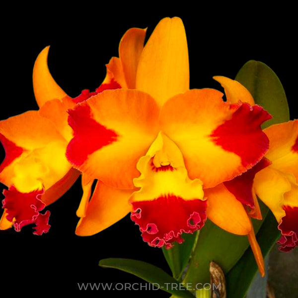 Cattleya Rth. Chief Sunny Dragon - FF