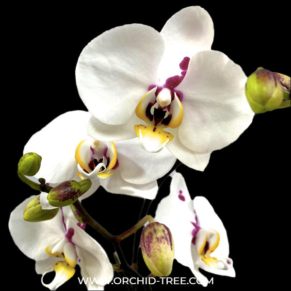 Phalaenopsis Taisho Islands - BS