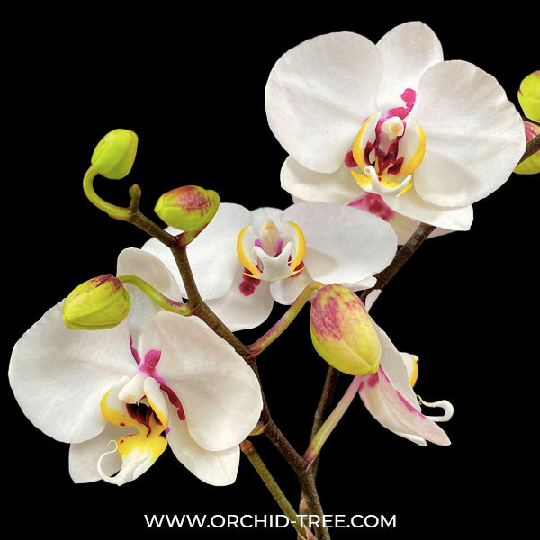 Phalaenopsis Taisho Islands - BS