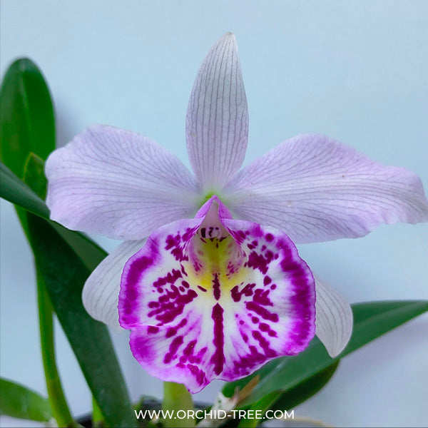 Cattleya Taiwan Big Lip - BS