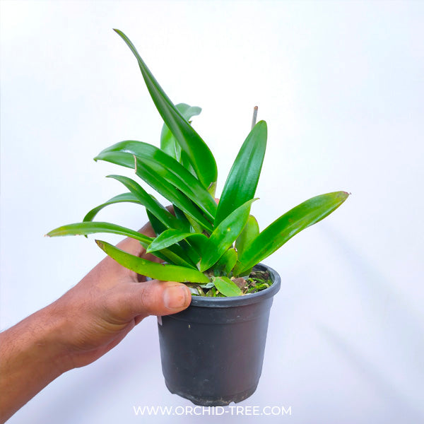 Cattleya Taiwan Big Lip - BS