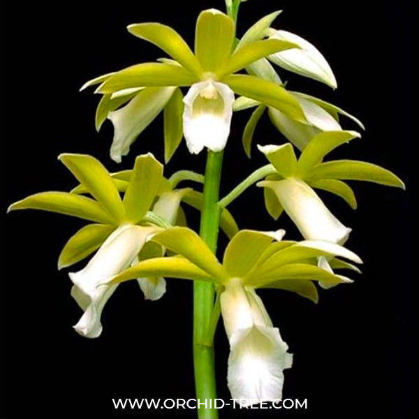 Phaius tankervillae var alba - BS