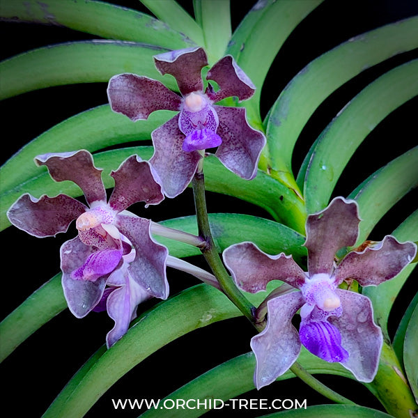 Vanda tessellata 'Blue' - BS