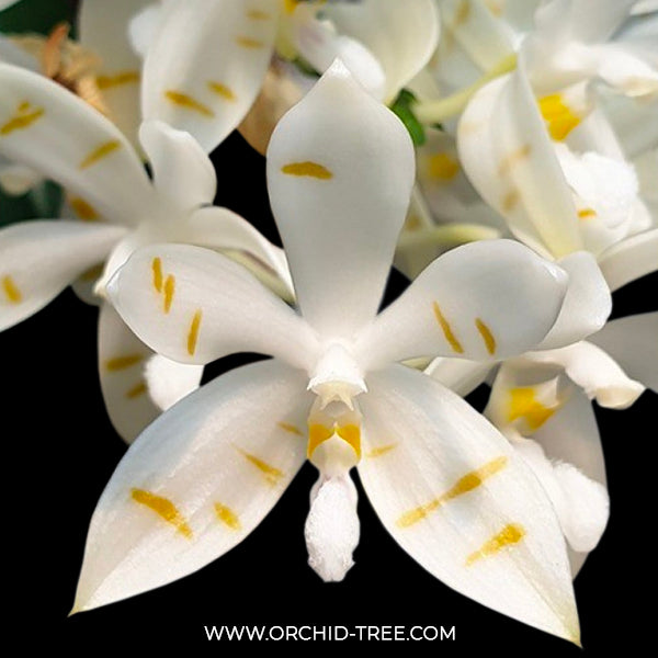 Phalaenopsis tetraspis Yellow Stripes - BS