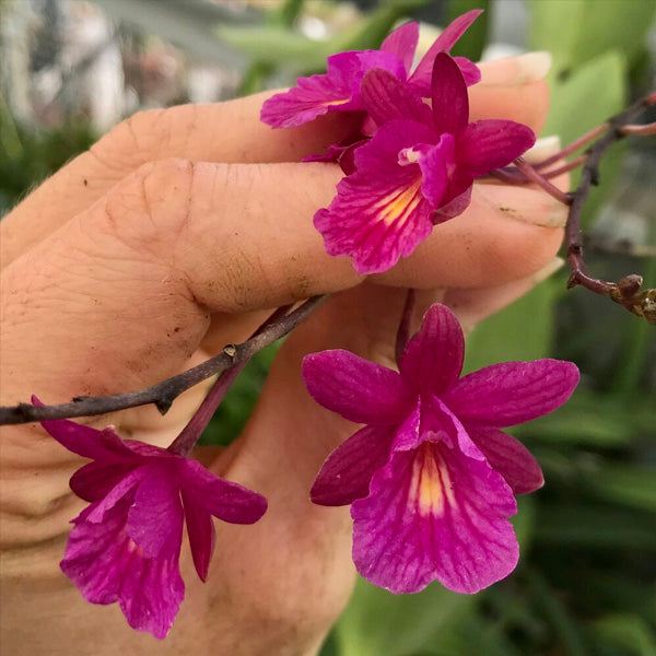 Cattleya Tetratonia Dark Prince Orchid Plant - BS