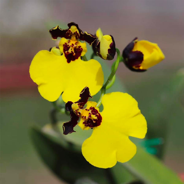 Oncidium Moon Shadow Tigertail - BS