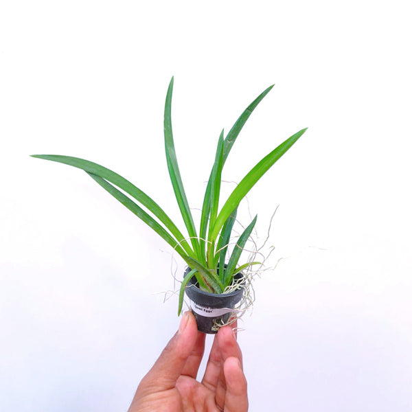 Tolumnia Jairak Firm 'Quail Eggs' - BS