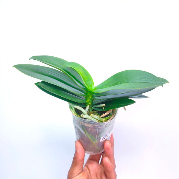 Phalaenopsis Liu's Berry 'Trinity' - BS