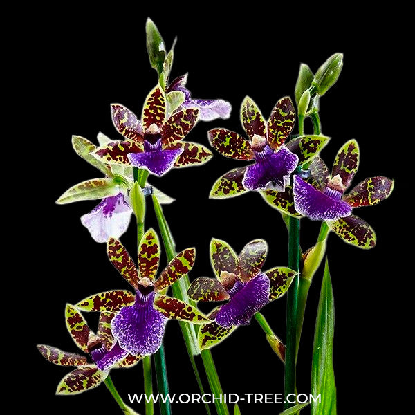 Zygopetalum Trozy Blue - BS