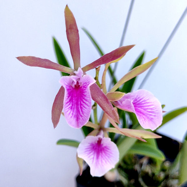 Cattleya Encyvola Jairak Treasure 'Turaco' - BS