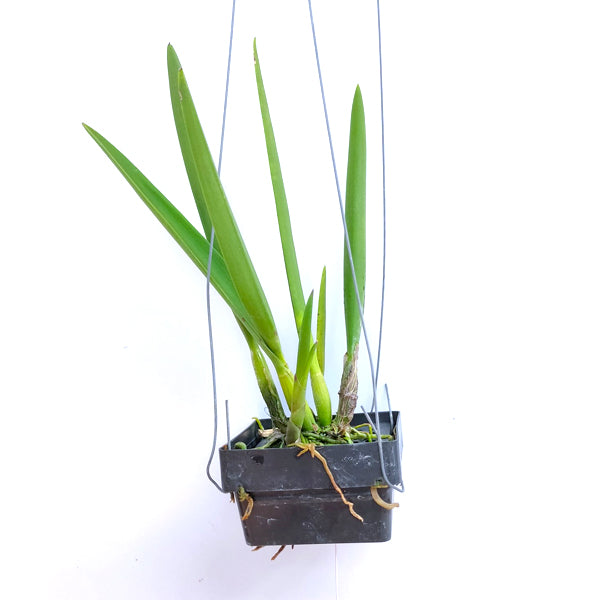 Cattleya Encyvola Jairak Treasure 'Turaco' - BS