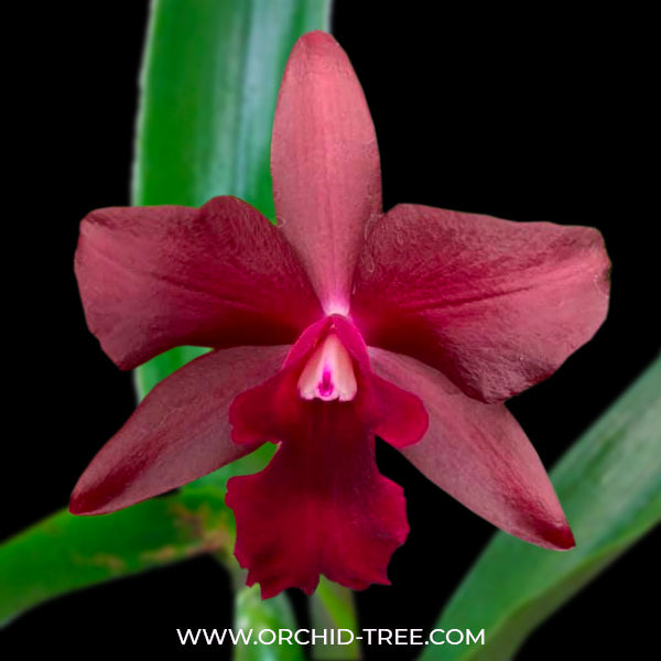 Cattleya (Cattlianthe) Tutankamen Pop - NBS