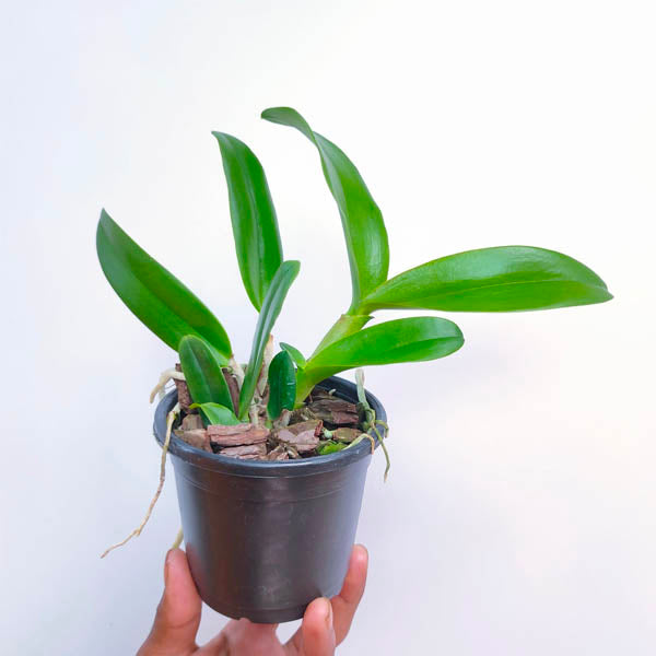 Cattleya (Cattlianthe) Tutankamen Pop - NBS