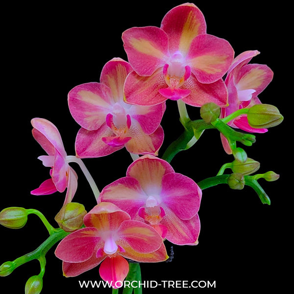 Phalaenopsis Tying Shin Splash - FF