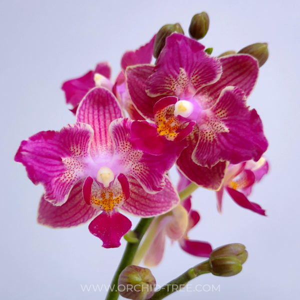 Phalaenopsis Tying Shin Sweet Girl Orchid Plant - FF