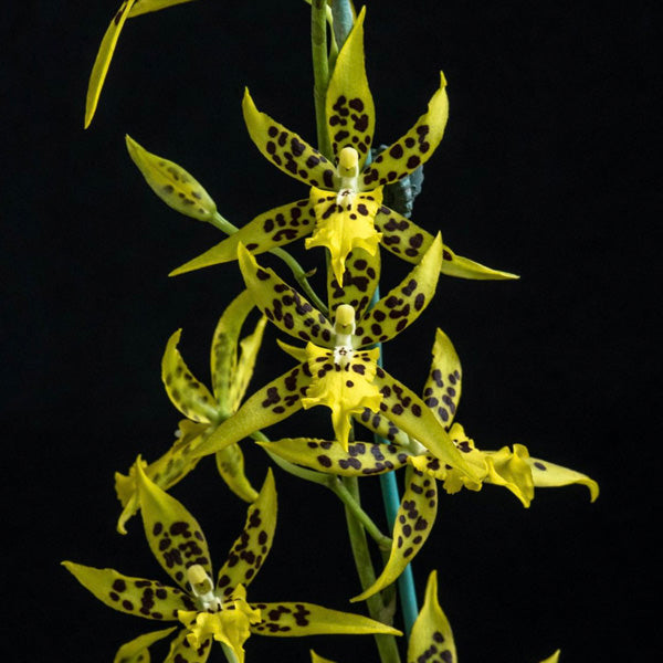 Oncidium ( Brassidomesa) Tzeng Wen Spots - BS