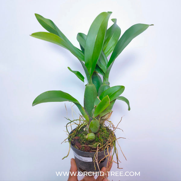 Oncidium ( Brassidomesa) Tzeng Wen Spots - BS