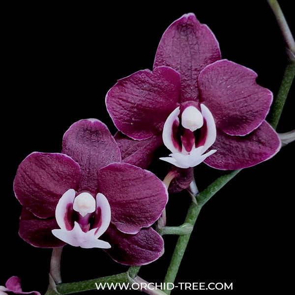 Phalaenopsis Kaoda Twinkle - BS