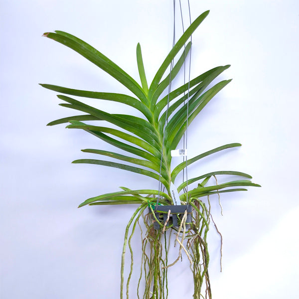 Vanda Chulee Blue - Without Flowers | BS
