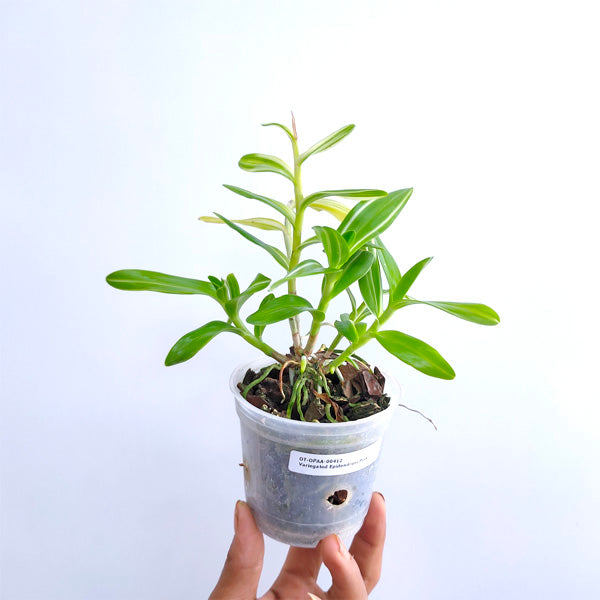 Epidendrum Variegated Pink - | BS