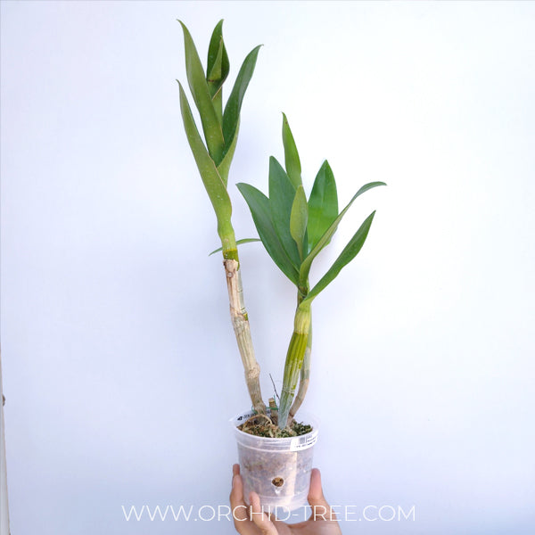 Dendrobium Violet Yamaji Nalo - BS