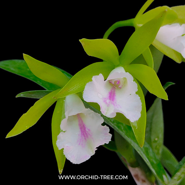 Cattleya (Pvc.) Wufong Jade - FF