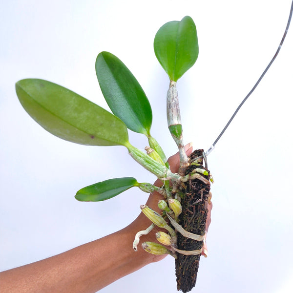 Cattleya walkeriana 'Kenny' sp.- Without Flowers | BS