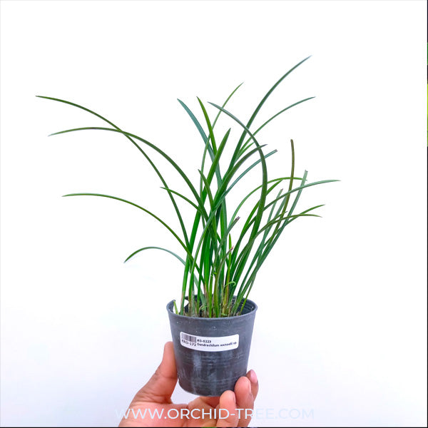Dendrochilum wenzelii sp. - BS
