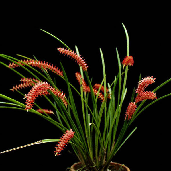 Dendrochilum wenzelii sp. - BS