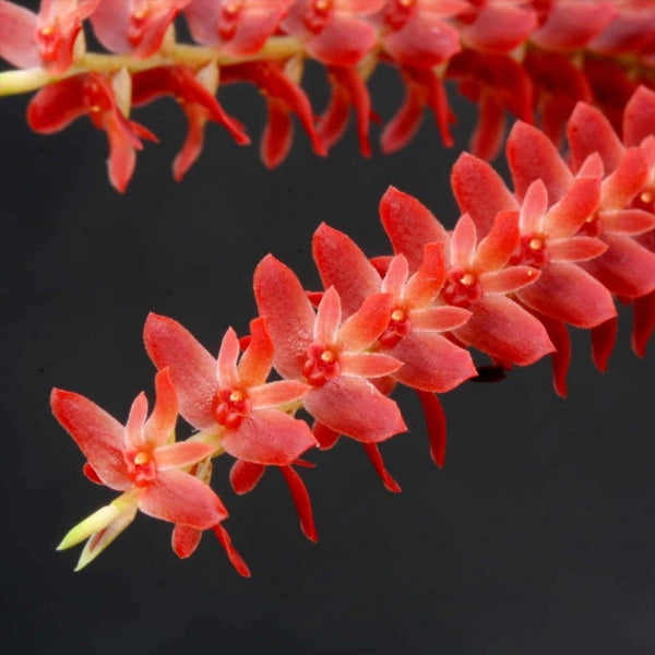 Dendrochilum wenzelii sp. - BS
