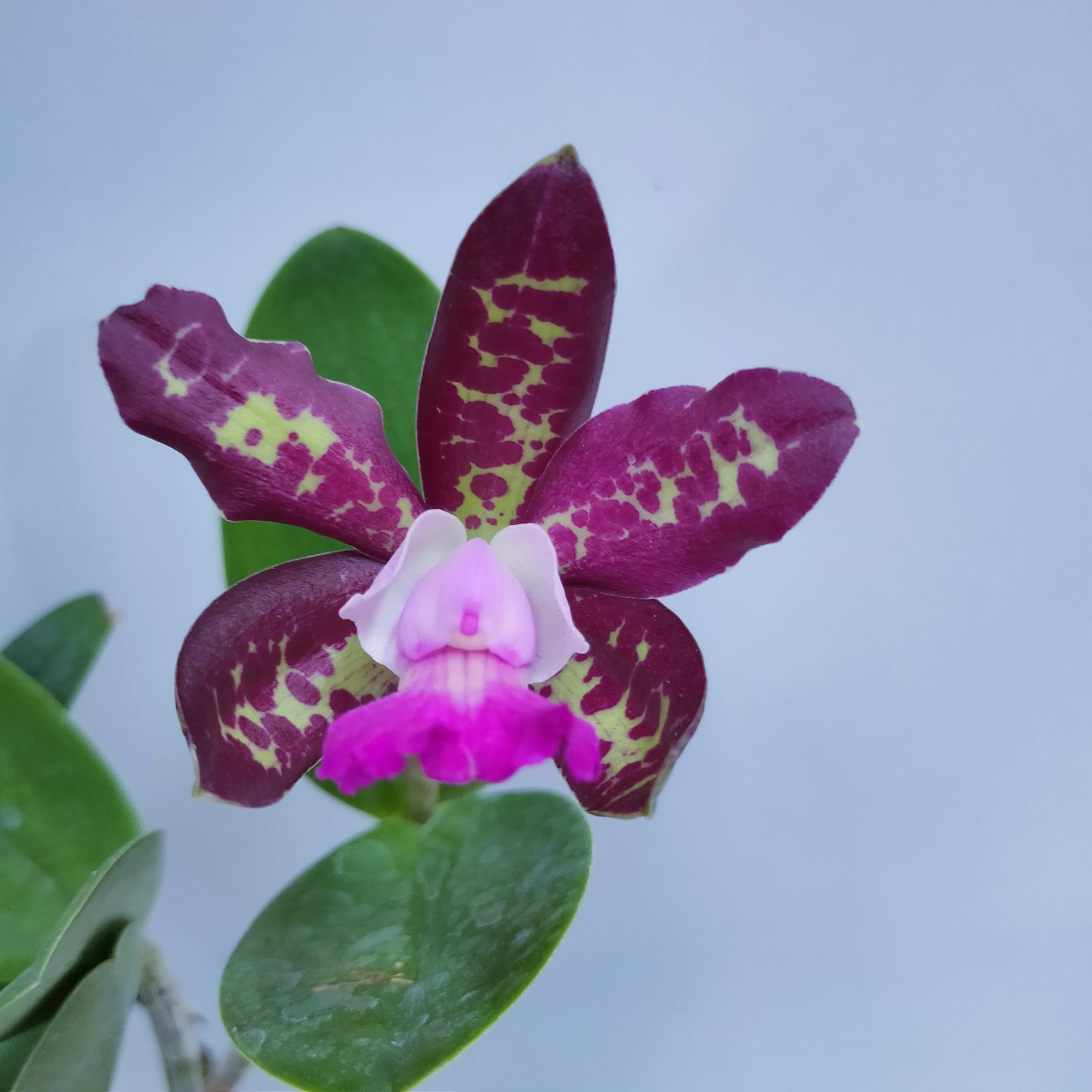Cattleya Royal Cognac Orchid plant Orchid Plant - BS - Buy Orchids Plants Online by Orchid-Tree.com